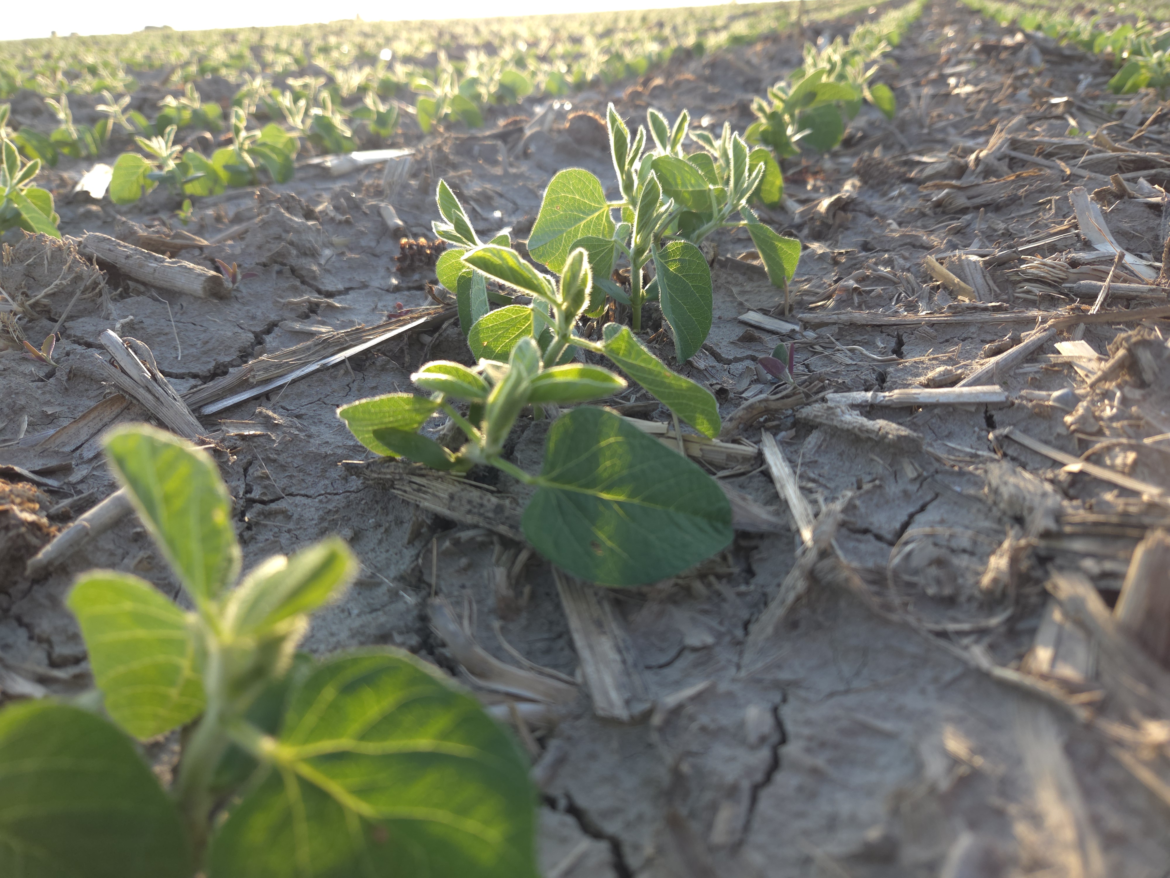 Early season soybean stand evaluation