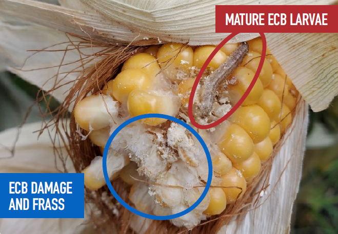 Corn borer damage