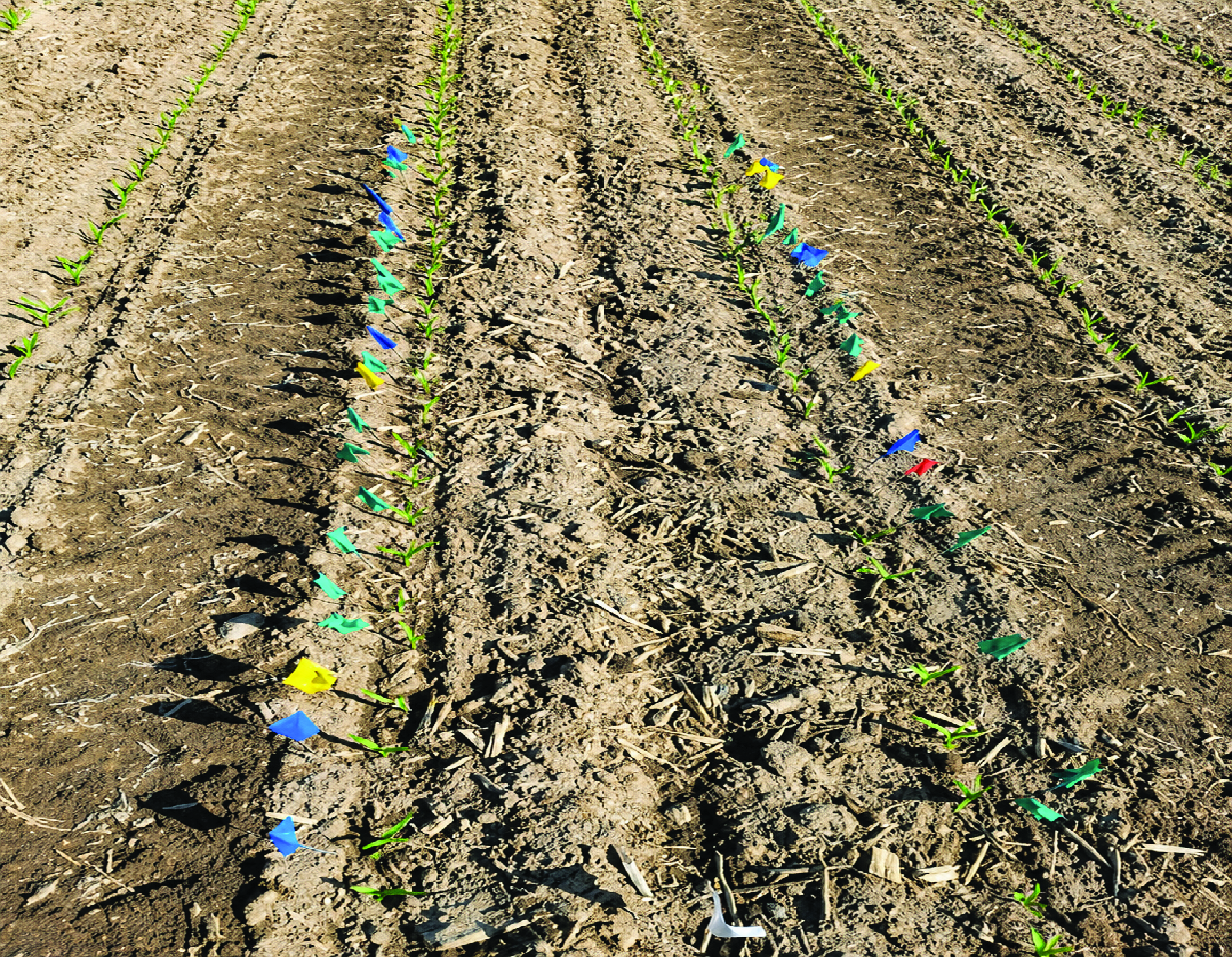 Planting into warm soils pic1-02-02 Planting into warm soils pic1-02-02