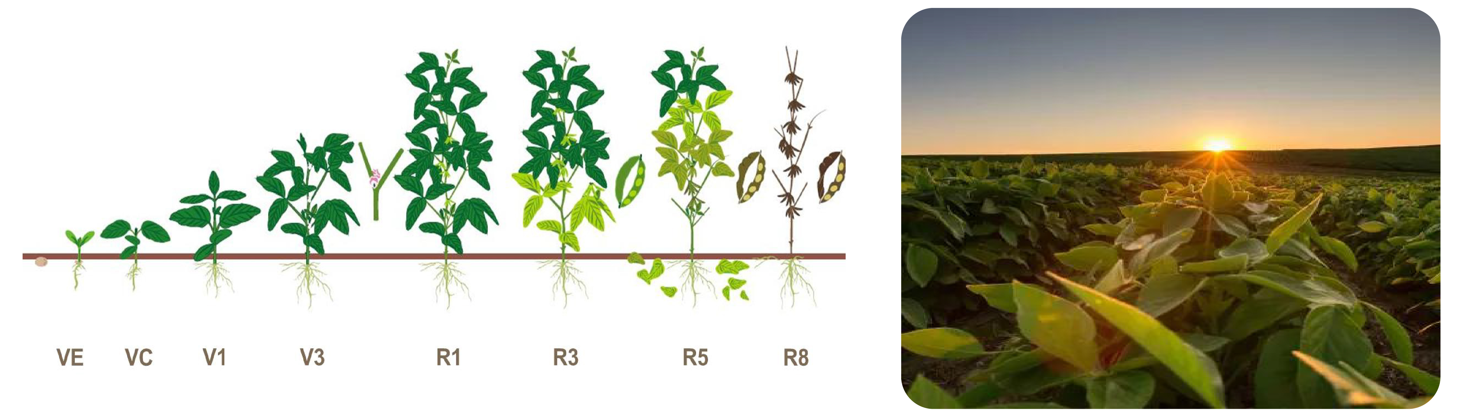 soybean photo panel-09 soybean photo panel-09