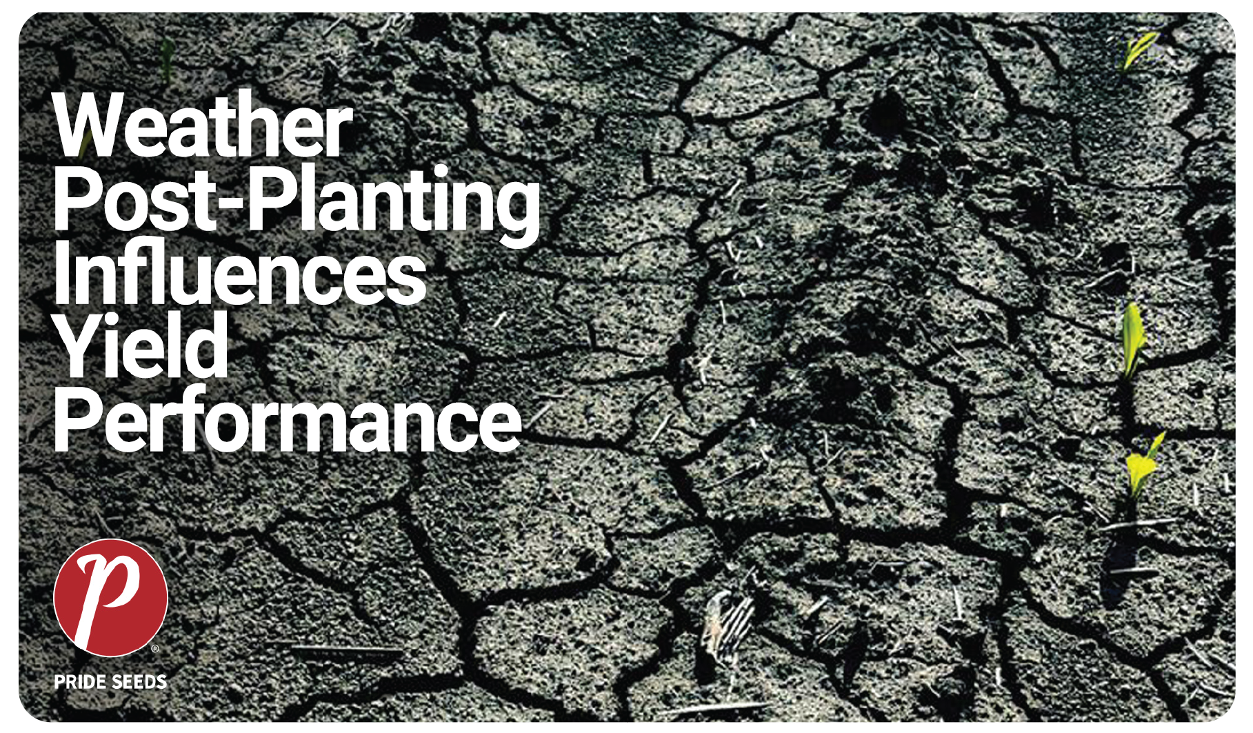 Weather post-planting influences yield