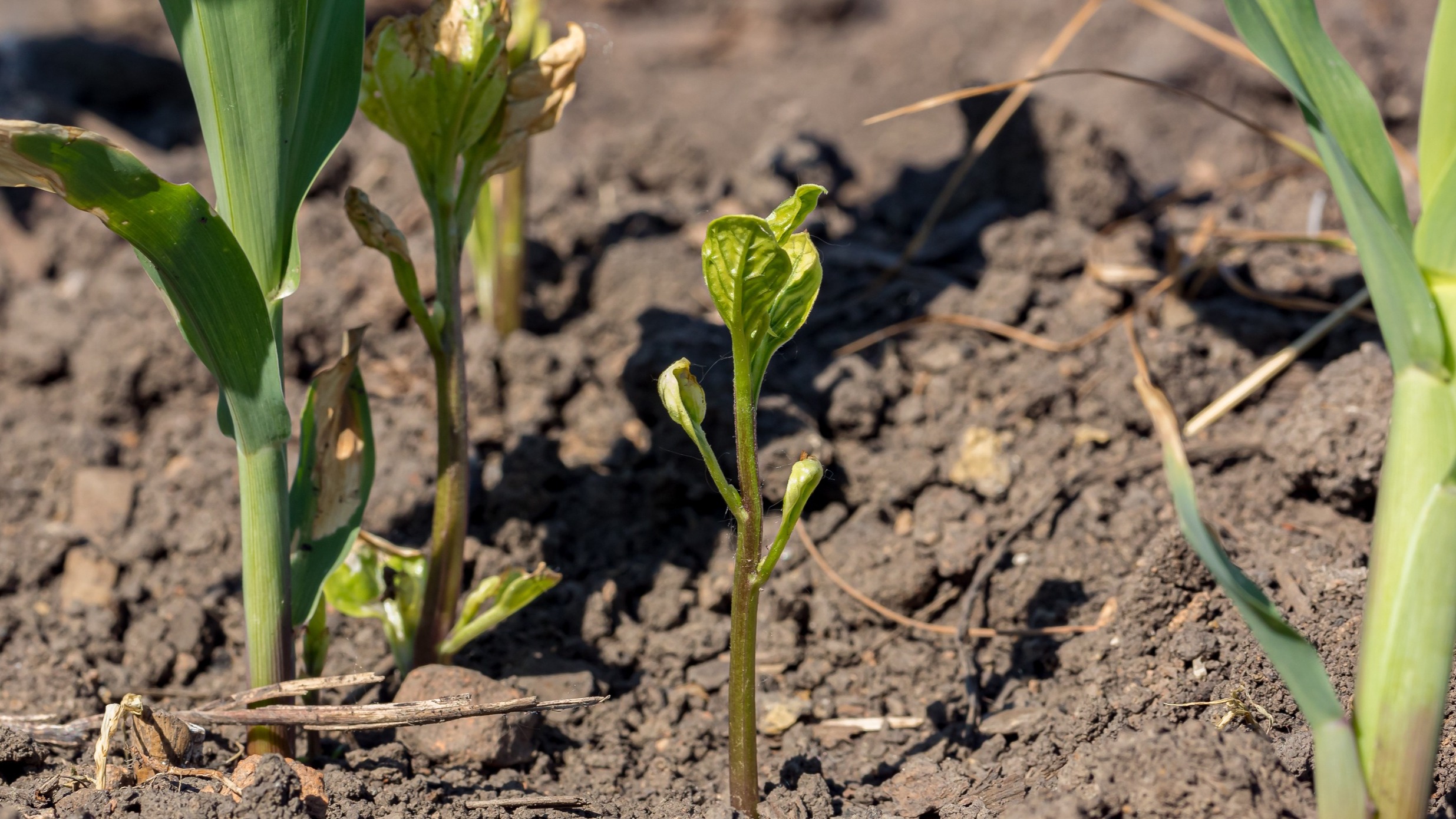 Weed Management article header